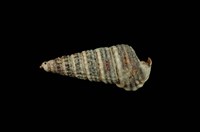 藏品(栓海蜷)的圖片